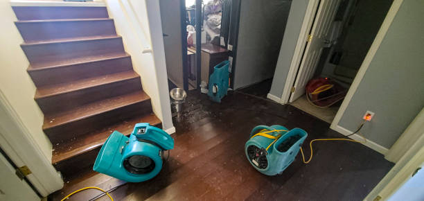 Best Flood damage cleanup  in Roseville, MI