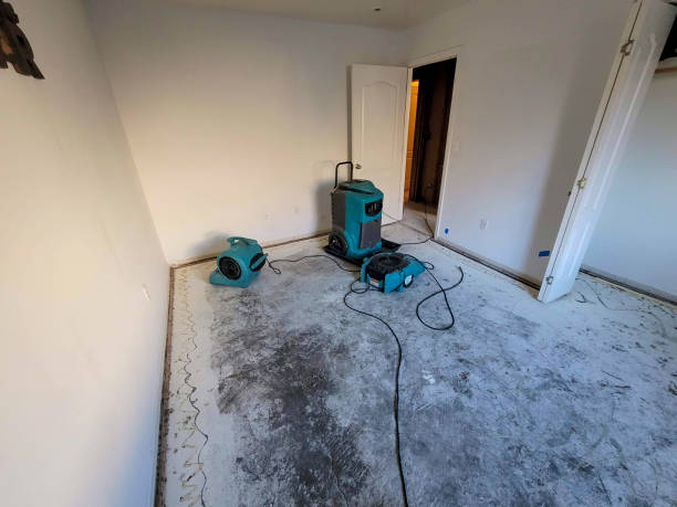 Best Mold removal after water damage  in Roseville, MI