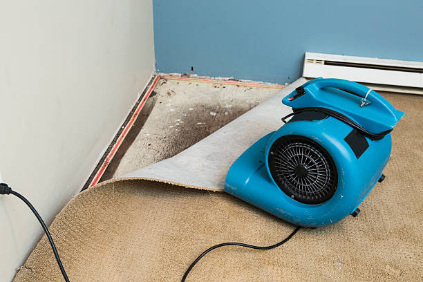 Best Water damage restoration experts  in Roseville, MI